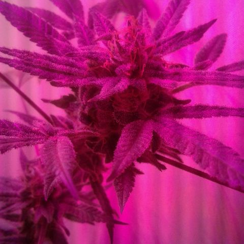 Sour Diesel growlog timeline photo