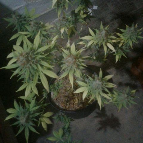 Critical +2 growlog timeline photo
