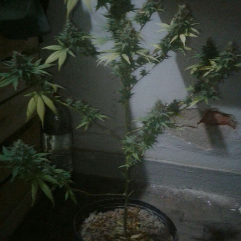 Critical +2 growlog timeline photo