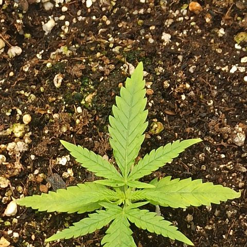 CALIFÓRNIA ORANGE  growlog timeline photo