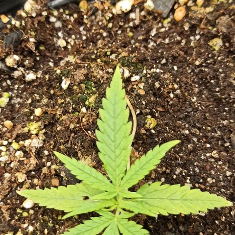 CALIFÓRNIA ORANGE  growlog timeline photo