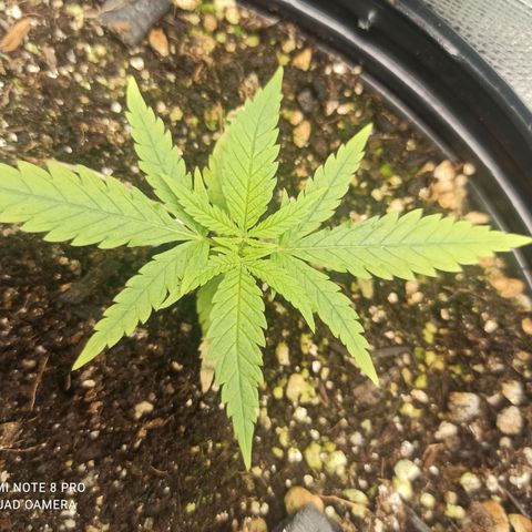 CALIFÓRNIA ORANGE  growlog timeline photo