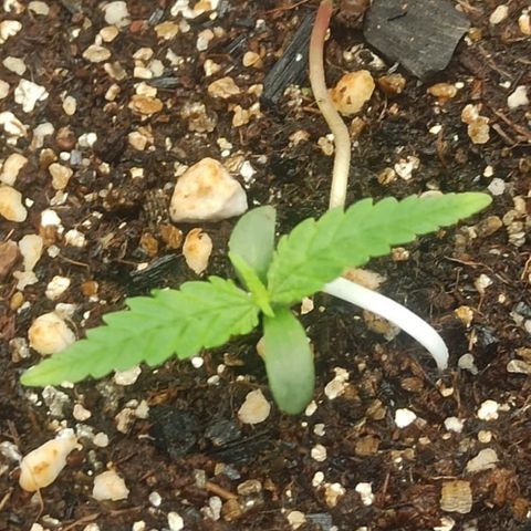 CALIFÓRNIA ORANGE  growlog timeline photo