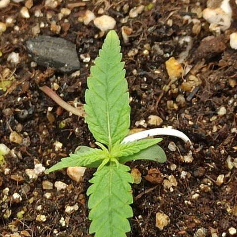 CALIFÓRNIA ORANGE  growlog timeline photo