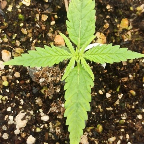 CALIFÓRNIA ORANGE  growlog timeline photo