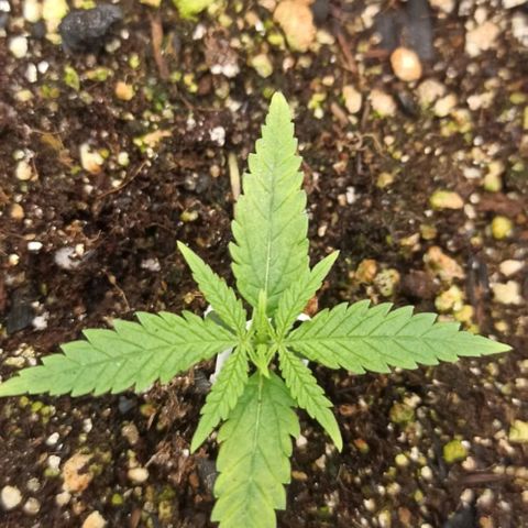CALIFÓRNIA ORANGE  growlog timeline photo