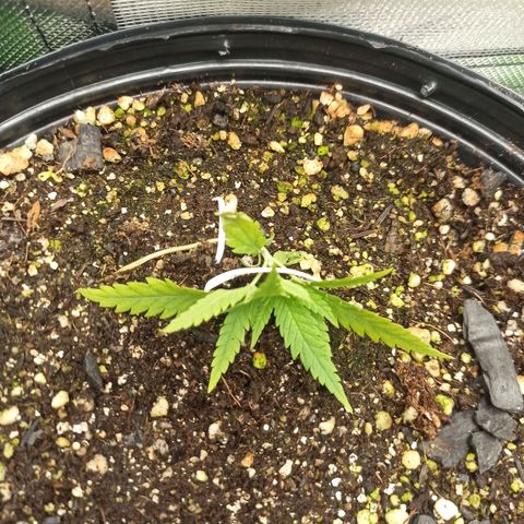 CALIFÓRNIA ORANGE  growlog photo: LST 