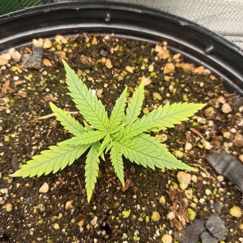 CALIFÓRNIA ORANGE  growlog photo: Reagiu bem a LST