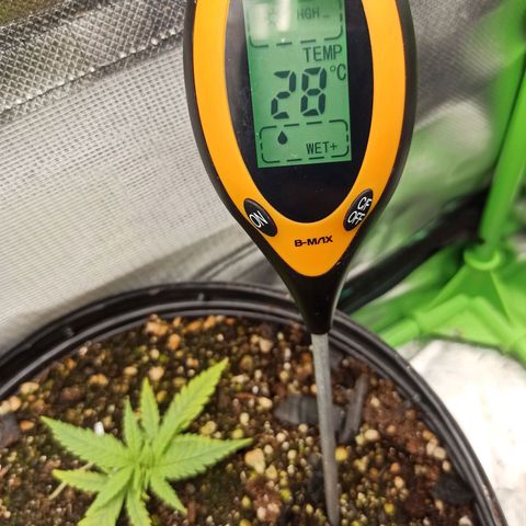 CALIFÓRNIA ORANGE  growlog photo: Solo muito úmido