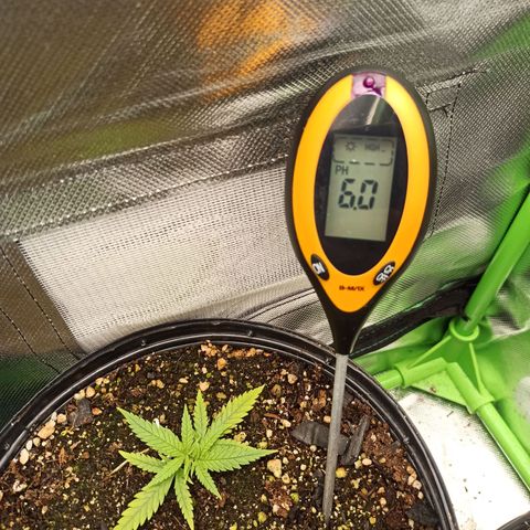 CALIFÓRNIA ORANGE  growlog photo: Solo muito úmido