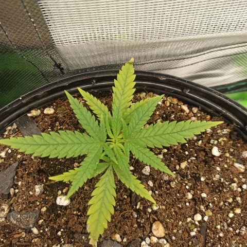 CALIFÓRNIA ORANGE  growlog photo: Planta com sinais de over fert nas pontas, solo ainda úmido.
