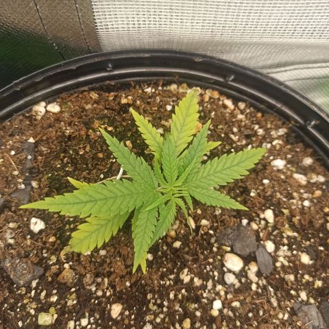 CALIFÓRNIA ORANGE  growlog timeline photo