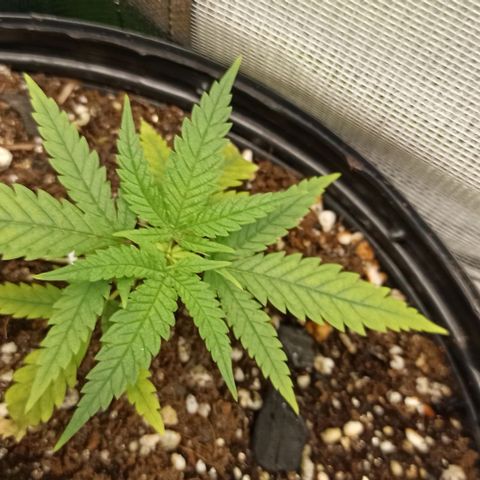 CALIFÓRNIA ORANGE  growlog timeline photo