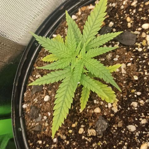 CALIFÓRNIA ORANGE  growlog photo: 6h30min após a rega com ph corrigido para 6,0