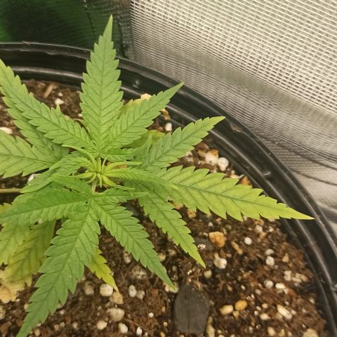 CALIFÓRNIA ORANGE  growlog timeline photo