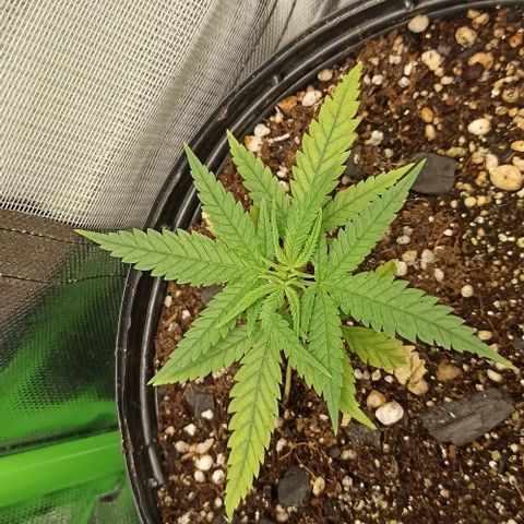 CALIFÓRNIA ORANGE  growlog timeline photo