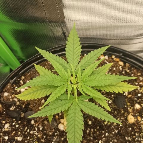 CALIFÓRNIA ORANGE  growlog timeline photo