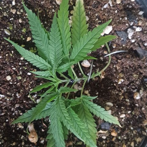CALIFÓRNIA ORANGE  growlog timeline photo