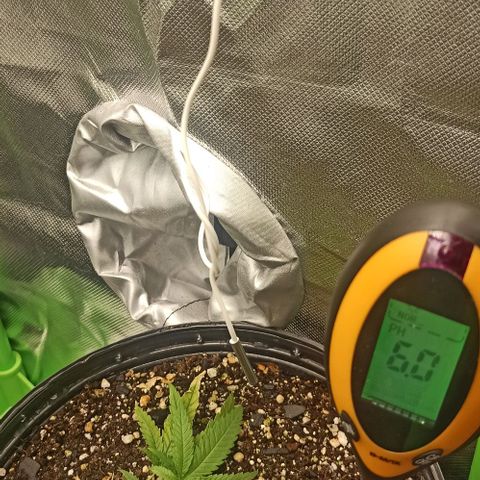CALIFÓRNIA ORANGE  growlog timeline photo