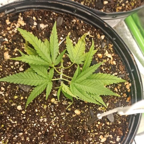 CALIFÓRNIA ORANGE  growlog timeline photo