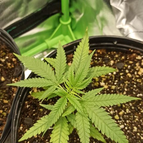 CALIFÓRNIA ORANGE  growlog timeline photo