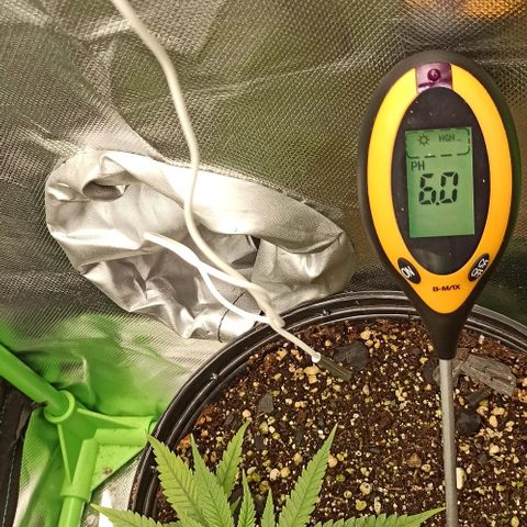CALIFÓRNIA ORANGE  growlog photo: Conferindo o PH do solo