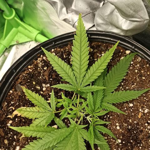 CALIFÓRNIA ORANGE  growlog photo: Atualização LST
