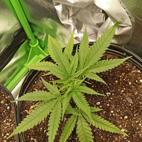 CALIFÓRNIA ORANGE  growlog timeline photo