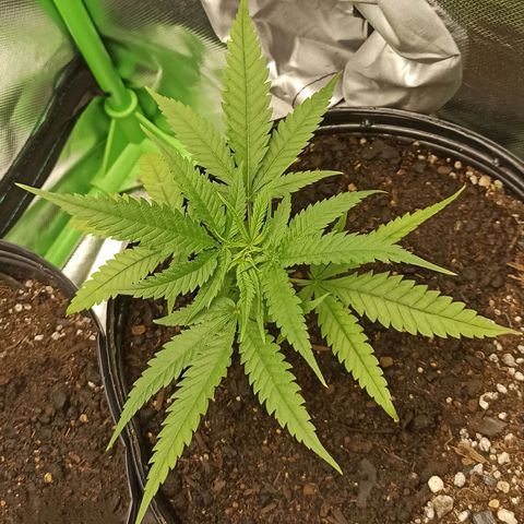 CALIFÓRNIA ORANGE  growlog timeline photo