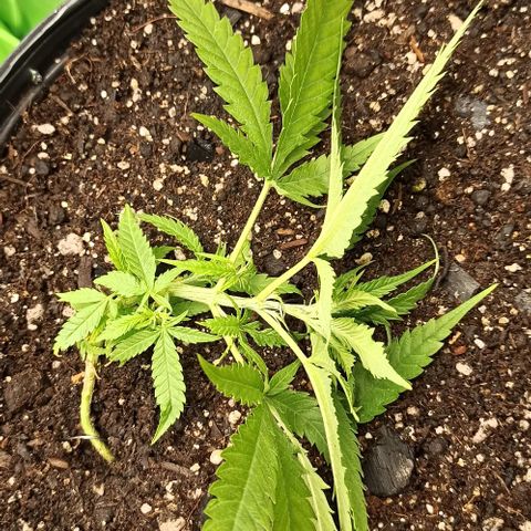 CALIFÓRNIA ORANGE  growlog photo: Crescimento de alguns brotos 