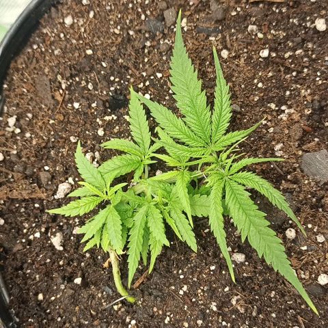 CALIFÓRNIA ORANGE  growlog timeline photo