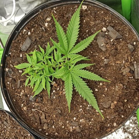 CALIFÓRNIA ORANGE  growlog timeline photo