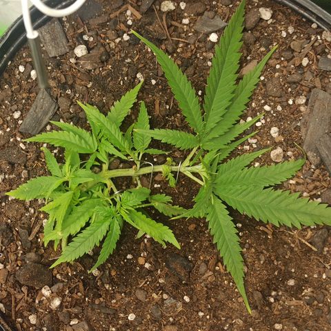 CALIFÓRNIA ORANGE  growlog timeline photo