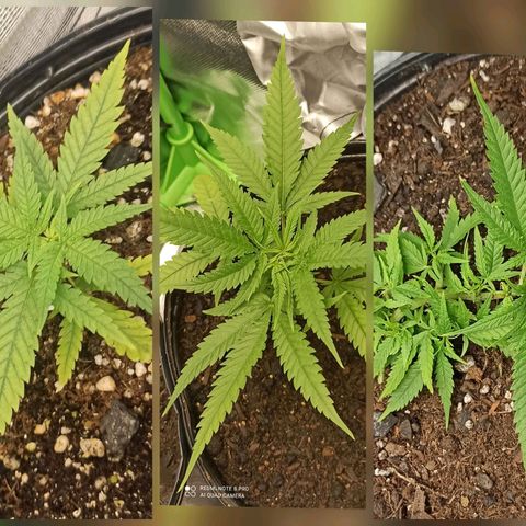 CALIFÓRNIA ORANGE  growlog photo: Após 8 dias da adubação orgânica é visível a diferença na cor das folhas muito mais vida.
