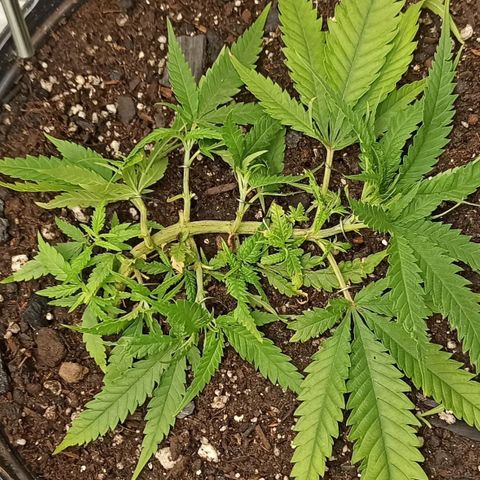 CALIFÓRNIA ORANGE  growlog timeline photo