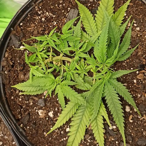 CALIFÓRNIA ORANGE  growlog timeline photo