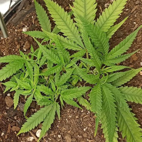 CALIFÓRNIA ORANGE  growlog timeline photo