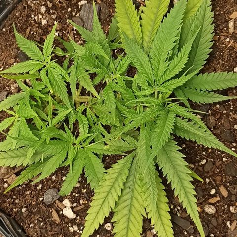 CALIFÓRNIA ORANGE  growlog timeline photo