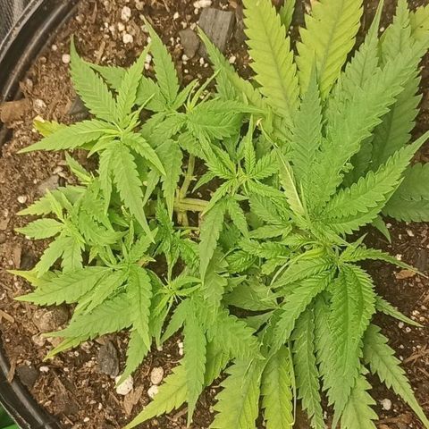 CALIFÓRNIA ORANGE  growlog timeline photo