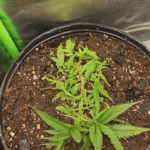 CALIFÓRNIA ORANGE  growlog timeline photo