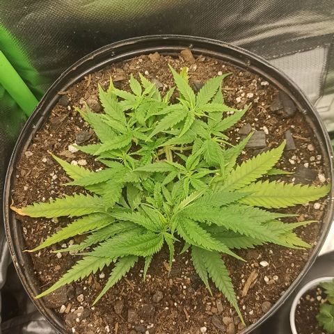 CALIFÓRNIA ORANGE  growlog timeline photo