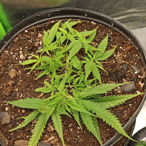 CALIFÓRNIA ORANGE  growlog timeline photo