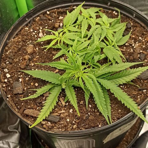 CALIFÓRNIA ORANGE  growlog timeline photo