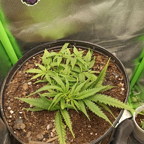 CALIFÓRNIA ORANGE  growlog timeline photo
