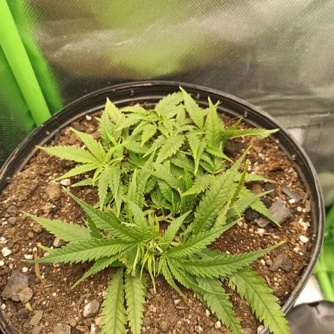 CALIFÓRNIA ORANGE  growlog timeline photo