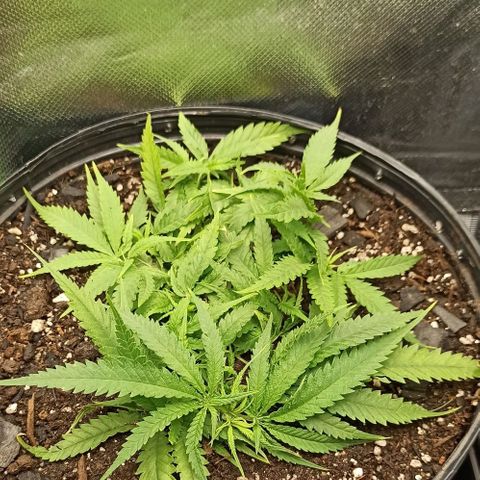 CALIFÓRNIA ORANGE  growlog timeline photo