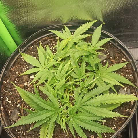 CALIFÓRNIA ORANGE  growlog timeline photo