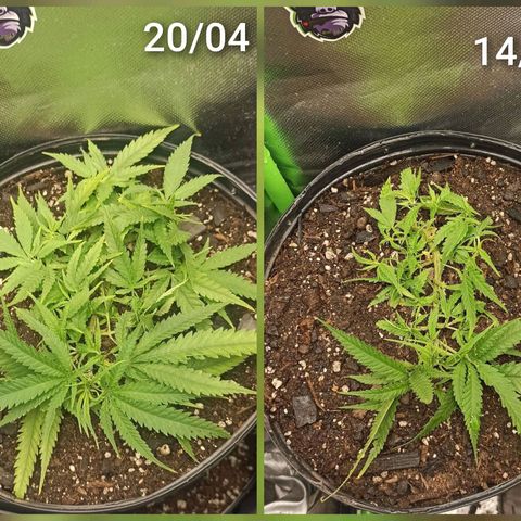 CALIFÓRNIA ORANGE  growlog photo: 6 DIAS APÓS DESFOLIAÇÃO.