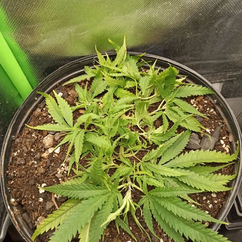 CALIFÓRNIA ORANGE  growlog timeline photo