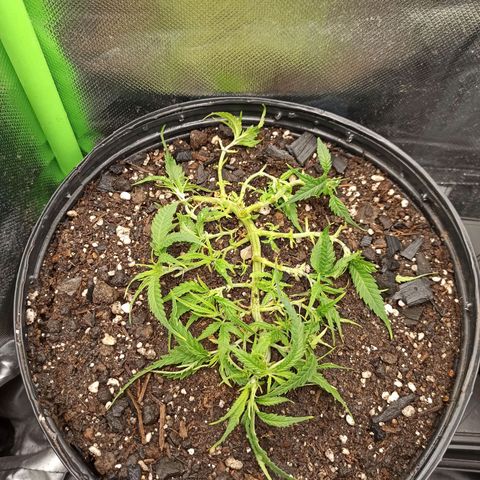 CALIFÓRNIA ORANGE  growlog timeline photo